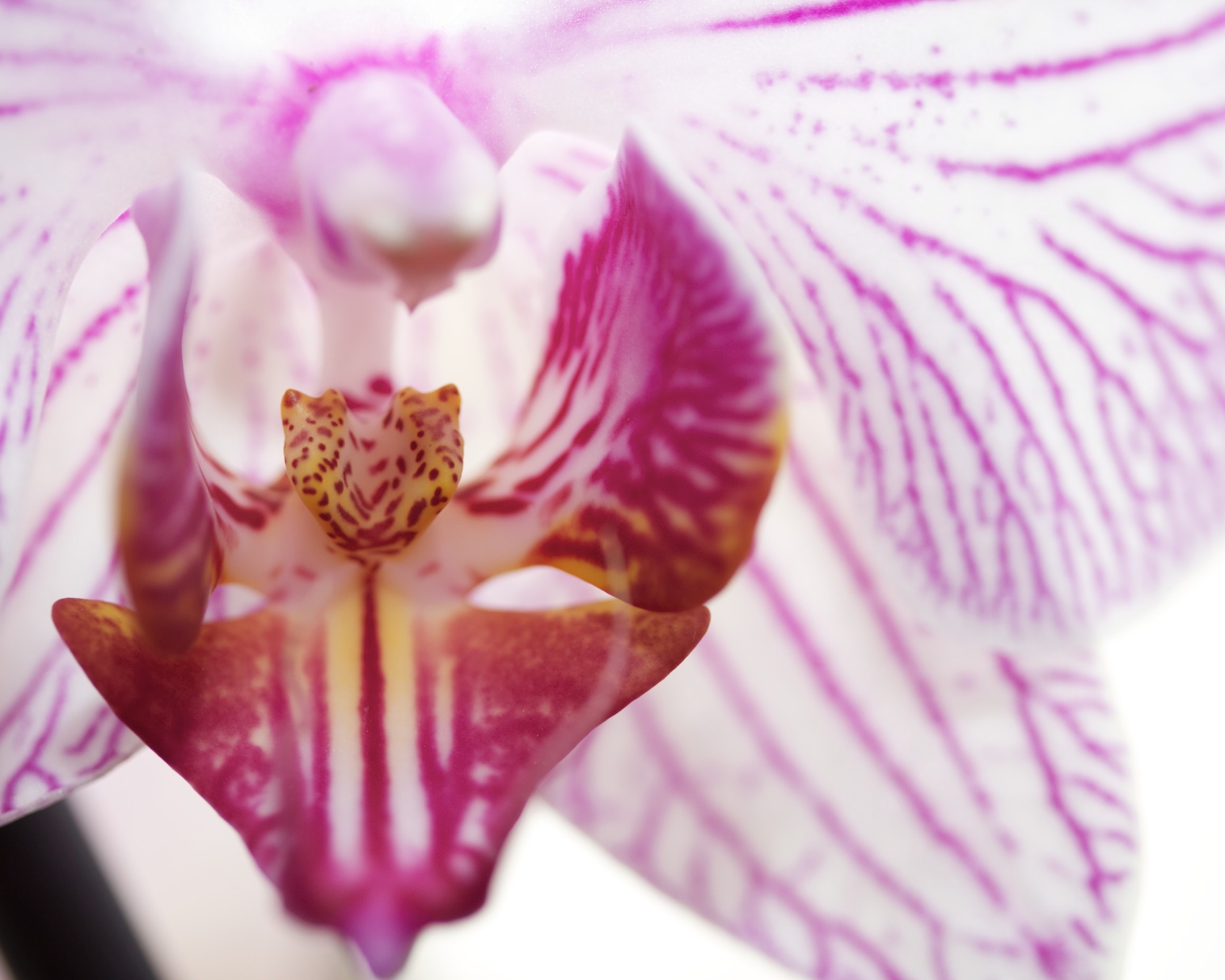 Détail lumineux d'une fleur d'orchidée rose, illustrant la sérénité et le renouveau lors de l'accompagnement de la ménopause à Lausanne.