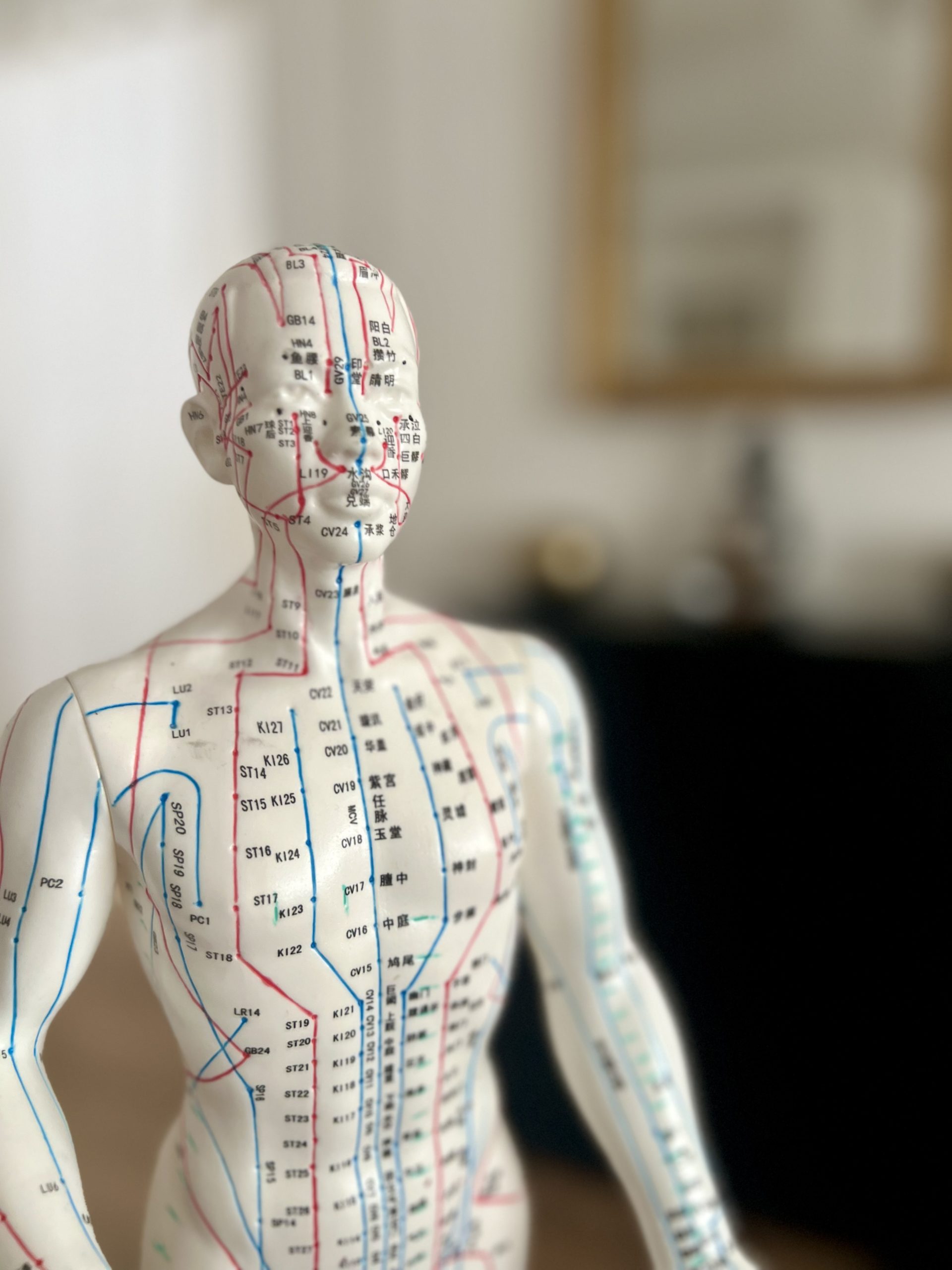 Mannequin d'acupuncture avec le tracé des méridiens en bleu et rouge dans un cabinet de soins lumineux