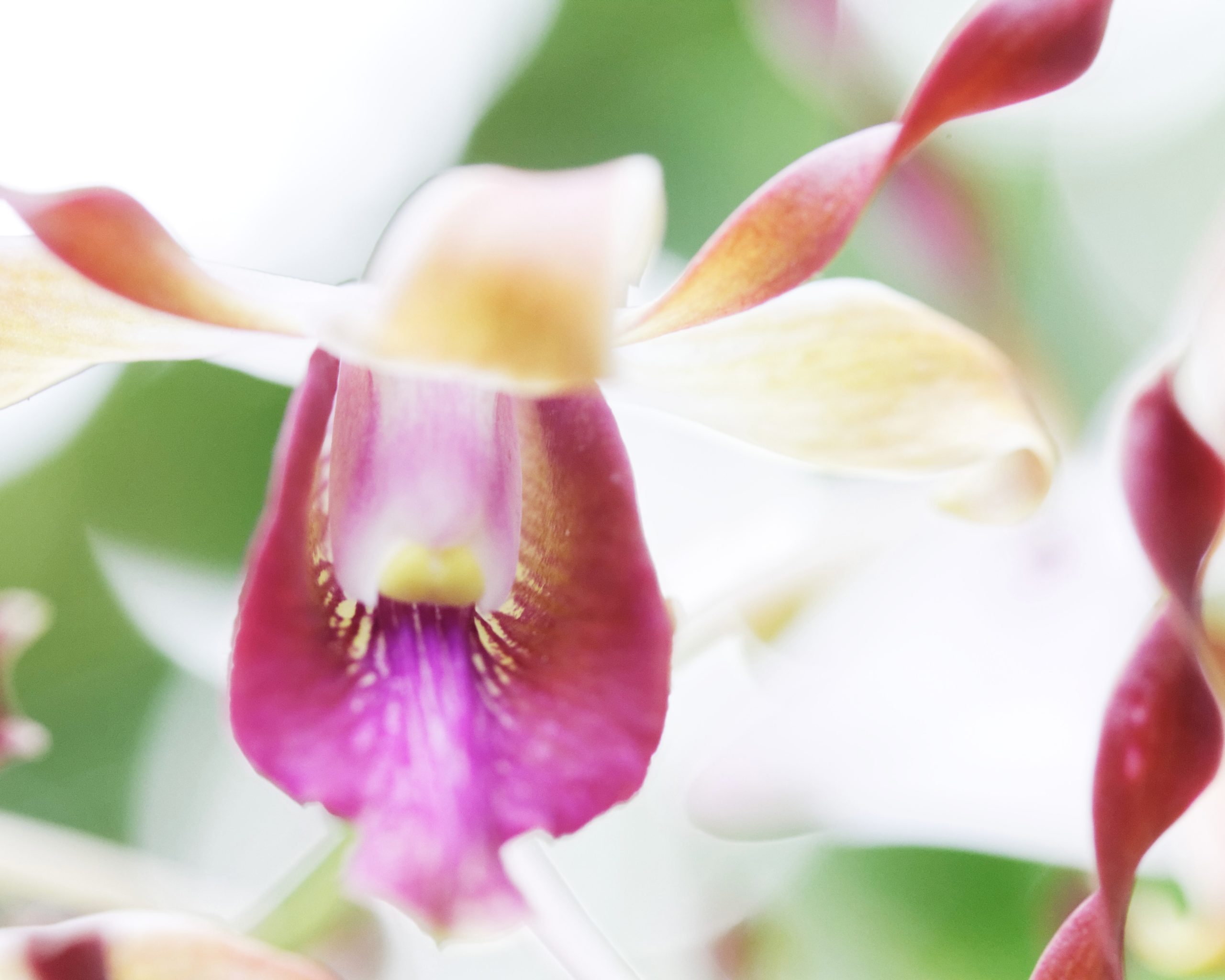 Fleur d'orchidée délicate évoquant l'harmonie hormonale et la prise en charge naturelle des troubles du cycle.